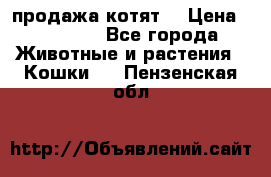 продажа котят  › Цена ­ 15 000 - Все города Животные и растения » Кошки   . Пензенская обл.